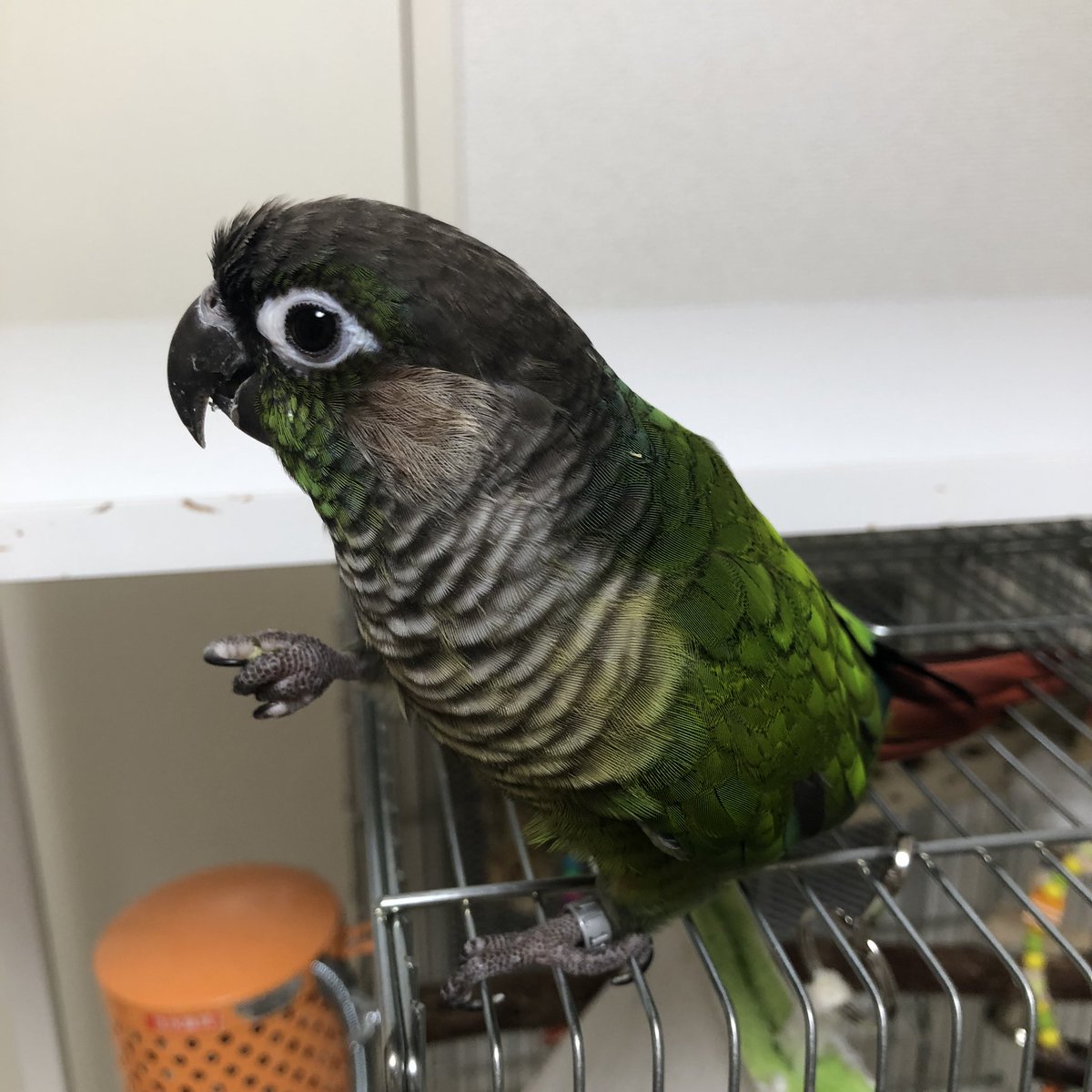 birshes's tweet photo. クリスマスおやつをもらったクリスマスカラーインコちゃんです https://t.co/b7g62gFESr