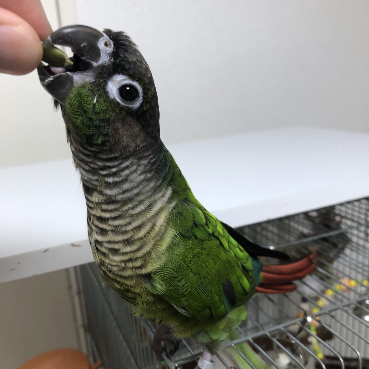 birshes's tweet photo. クリスマスおやつをもらったクリスマスカラーインコちゃんです https://t.co/b7g62gFESr
