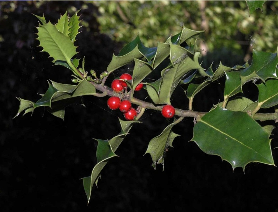 ndadiabetes's tweet photo. Happy Christmas to all https://t.co/ukzYHeKUrE