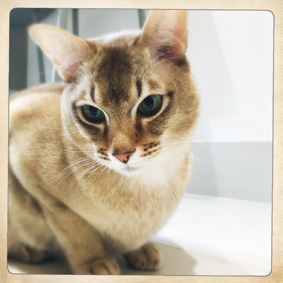 Catswhiskersuk's tweet photo. Oh, Busby… so handsome! Meanwhile Juniper’s giving herself a pedicure! #scritchscratch https://t.co/mVrXpztMmP