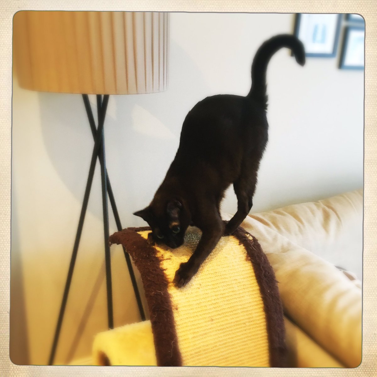 Catswhiskersuk's tweet photo. Oh, Busby… so handsome! Meanwhile Juniper’s giving herself a pedicure! #scritchscratch https://t.co/mVrXpztMmP