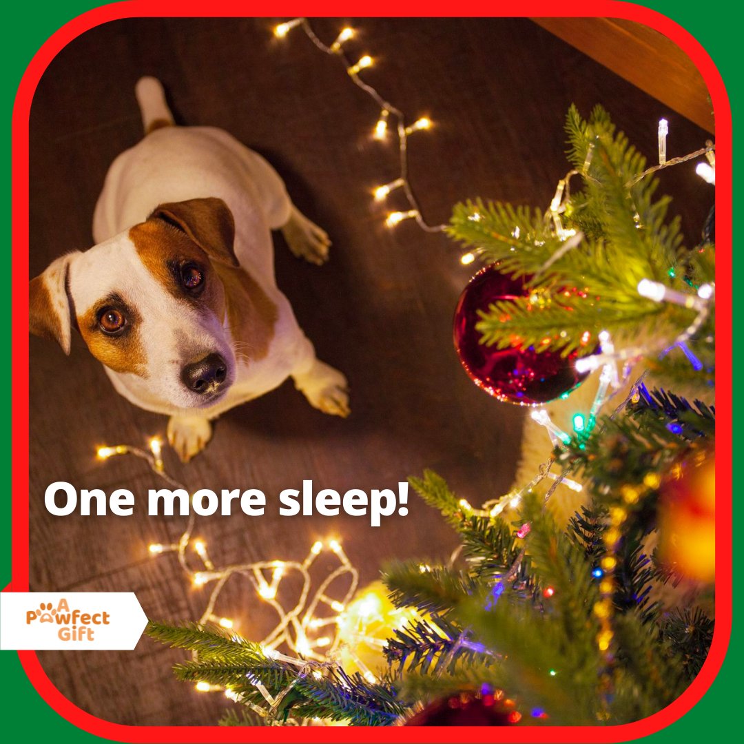 apawfectgift's tweet photo. One more sleep until it's Christmas! 😍🎄

Hands up, who's excited? 🙋‍♂️🙋‍♀️
________________________________________

Visit the UK's #1 online pet store to fulfill all your pet caring needs: https://t.co/LCdiVJBzND https://t.co/0U5UAMNNPg