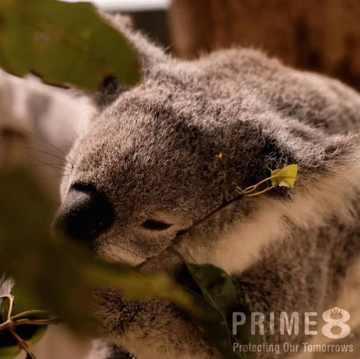 Did you know that #koalas can sleep up to 20 hours per day? They’re native to #Australia. Their diet has a very limited calorie intake, so they love to sleep most of the day 🐨#climatechange #conservenature #children #education #educationalgames #childrengames  #Prime8 #Primasia