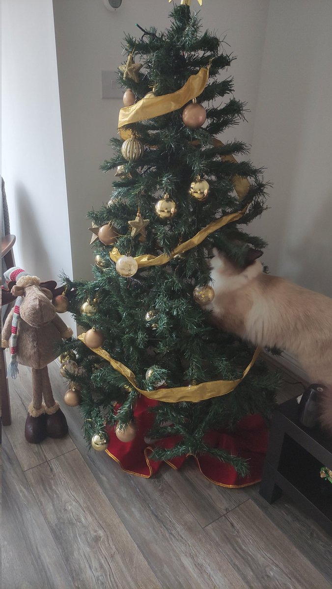 aevasquezg's tweet photo. #MuchoGustoMega Un gran saludo desde Inglaterra, aquí con nuestro gato Grinch https://t.co/LUYZ9TiLNV