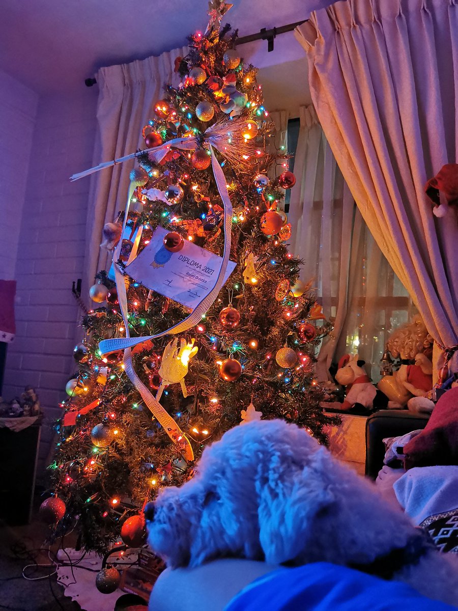 Mi Momo disfrutando del árbolito de navidad #MuchoGustoMega