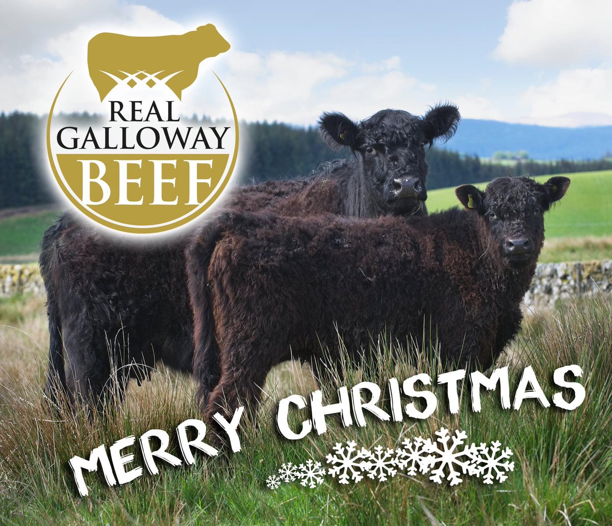 The warmest of wishes to all our Galloway cattle farmers, to all the butchers, retailers and chefs who showcase Galloway Beef, and to everyone who buys and enjoys Galloway Beef. We hope your Christmas is full of flavour, and we wish you a happy and relaxing festive season.