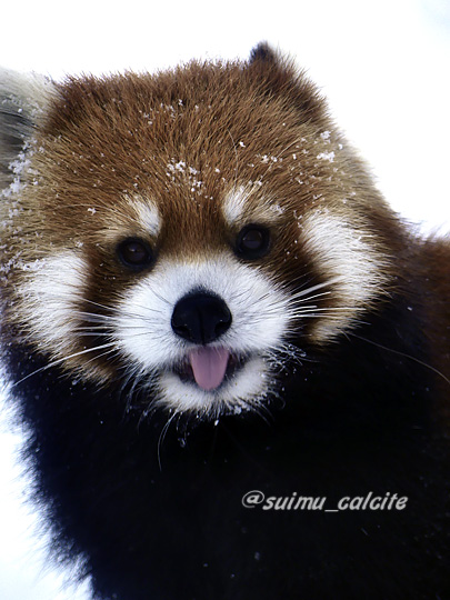 レッサーパンダのtwitterイラスト検索結果 レッサーパンダのtwitterイラスト検索結果