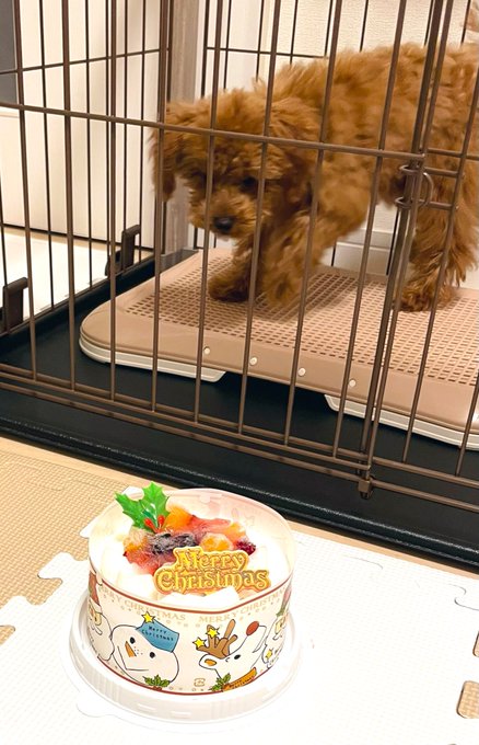 マロンにワンちゃん用クリスマスケーキをプレゼント🎄🎂🎁
最初はちょっぴり警戒してたけどひと切れも食べてくれた✨🐾