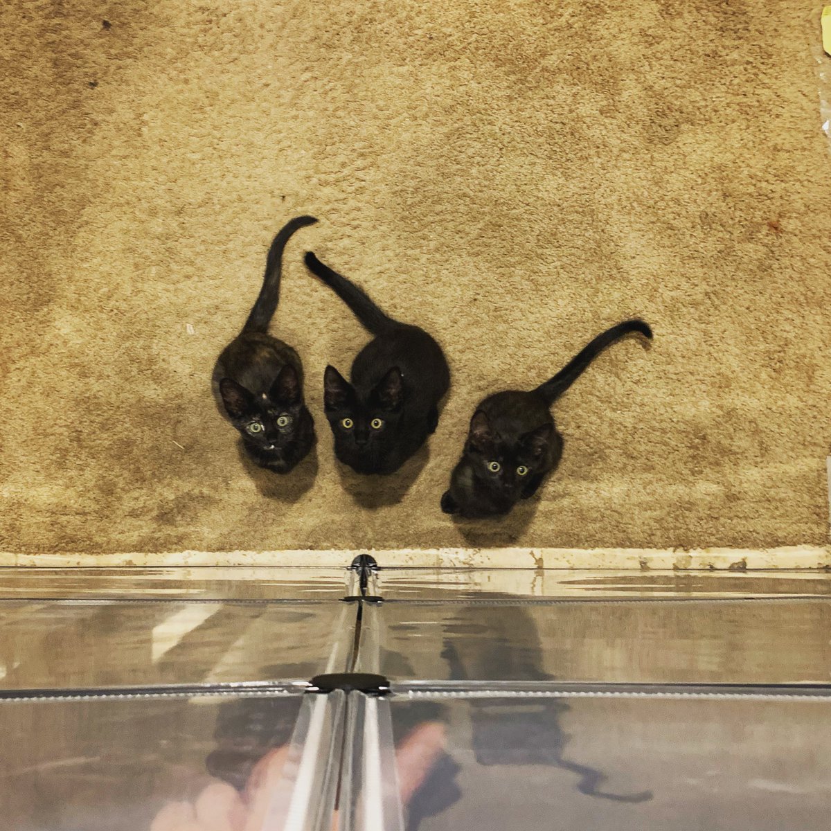 NilsCodes's tweet photo. Pliiiiiiz luv us? Yours truly, Persephone, Eddy, Susan
πββ¬ πββ¬ πββ¬
#kittensoftwitter #CatsOfTwitter #FostersSaveLives #hazelpool https://t.co/WzyWzfZWvX