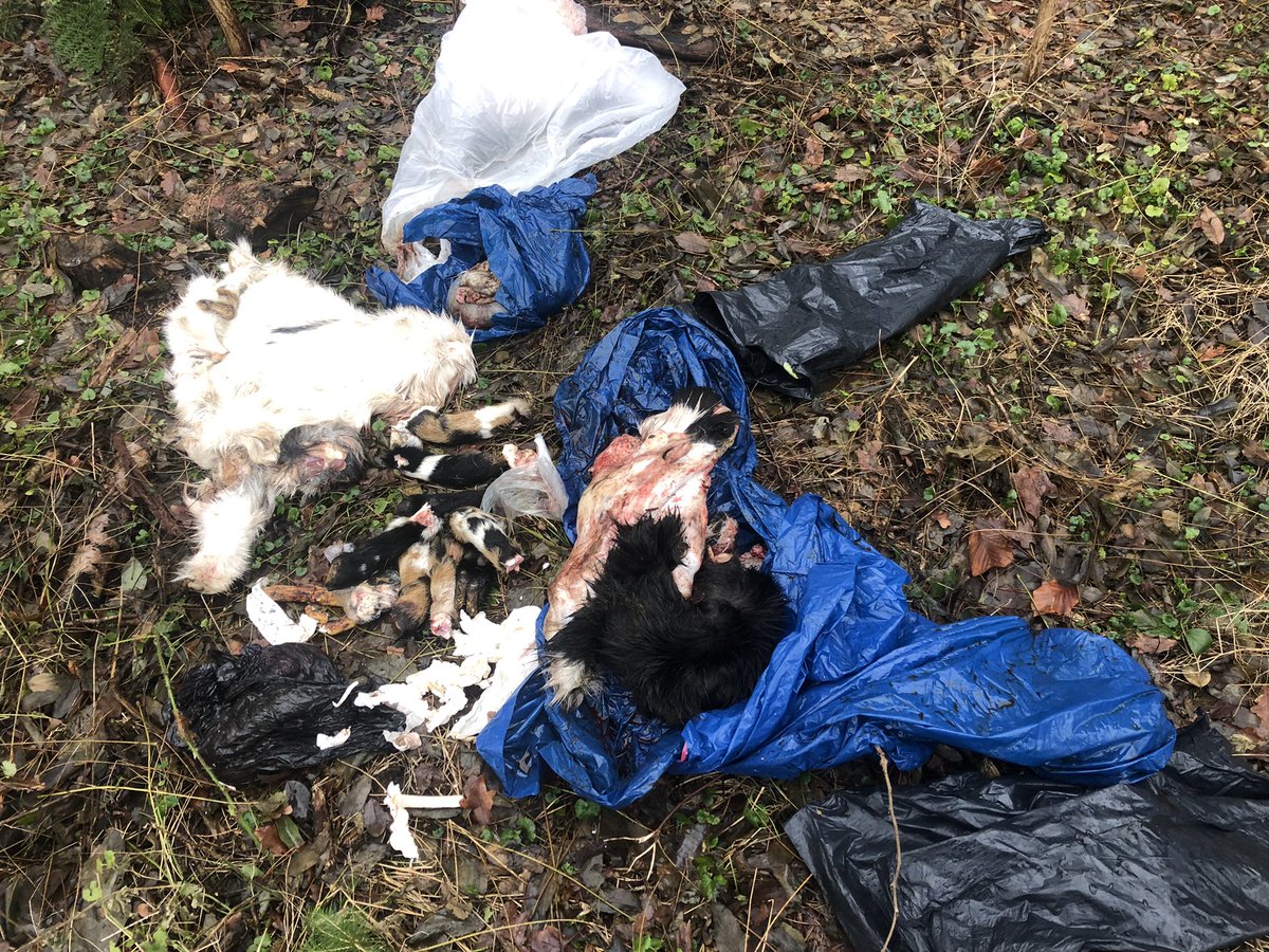BoswachterEdJ's tweet photo. Bah wat een smeerlappen zijn het hè, die wolven! Heeft z’n prooiresten gewoon in zakken in het bos gedumpt! Mocht iemand een zwart/witte en een bruin/witte geit of bok kwijt zijn dan weet ik wel waar ze gebleven zijn… #afvaldumping https://t.co/trNngysfag