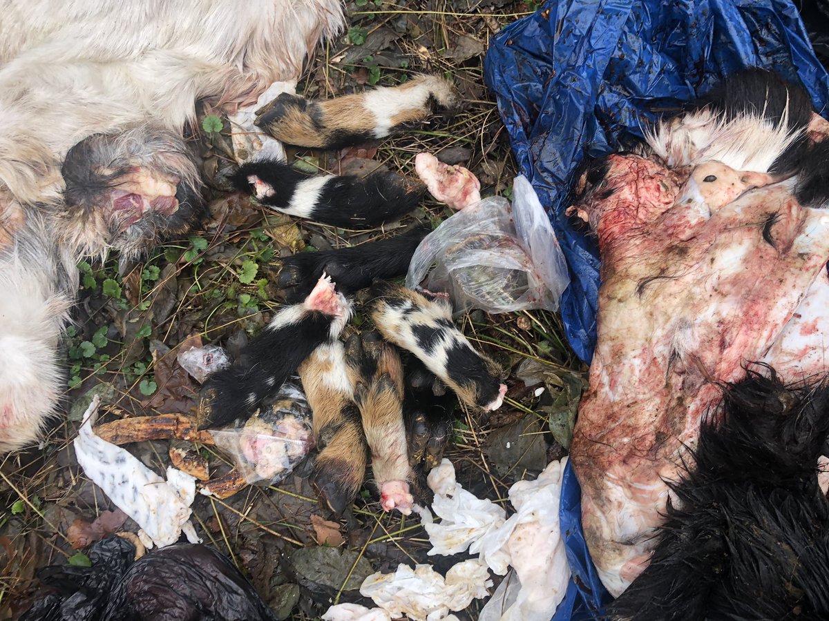 BoswachterEdJ's tweet photo. Bah wat een smeerlappen zijn het hè, die wolven! Heeft z’n prooiresten gewoon in zakken in het bos gedumpt! Mocht iemand een zwart/witte en een bruin/witte geit of bok kwijt zijn dan weet ik wel waar ze gebleven zijn… #afvaldumping https://t.co/trNngysfag