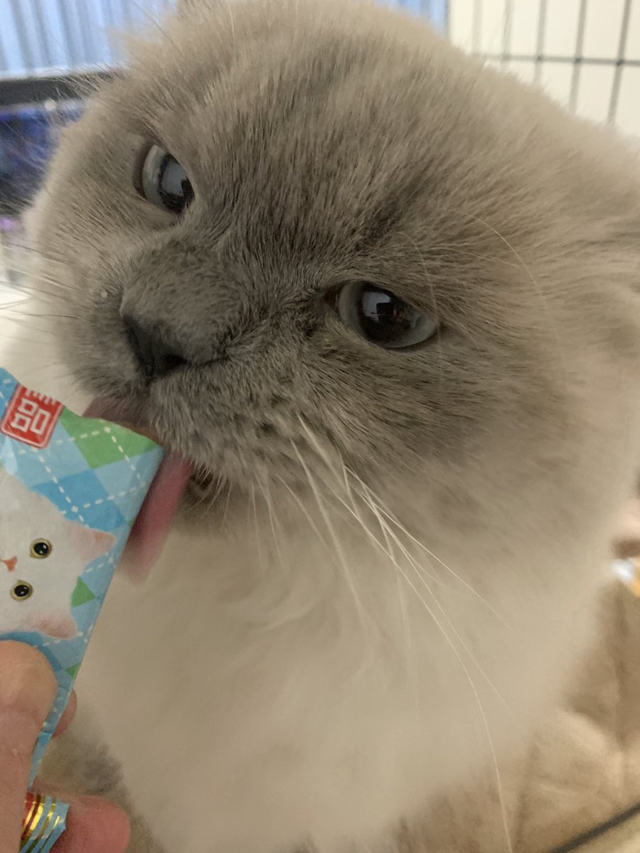 こんばんは🌃🌙*ﾟ

外注検査の結果は大丈夫でした☺

3ヶ月間の経過観察期間今の所は毎日元気に過ごしているプニ😺

無事に『寛解』のお言葉を頂きました🎊

いつもプニを見守り応援してくださる皆様
この日を迎える事ができた事本当に本当にありがとうございます