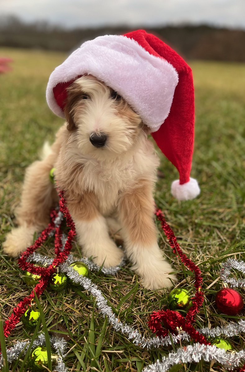 theislandwriter's tweet photo. Itโs beginning to look a lot likeโฆVACATION!
โR&Rโ this week will really mean
โREST & RELAXATIONโ instead of โREVISE & RESUBMITโ ๐คฃ๐๐ป๐
Sending #puppy love from Lucky to spread some cheer!
#amwriting #amquerying #writingcommunity #kidlit #author #writerslift #sandyclause #BVI https://t.co/5UINP9lxYw