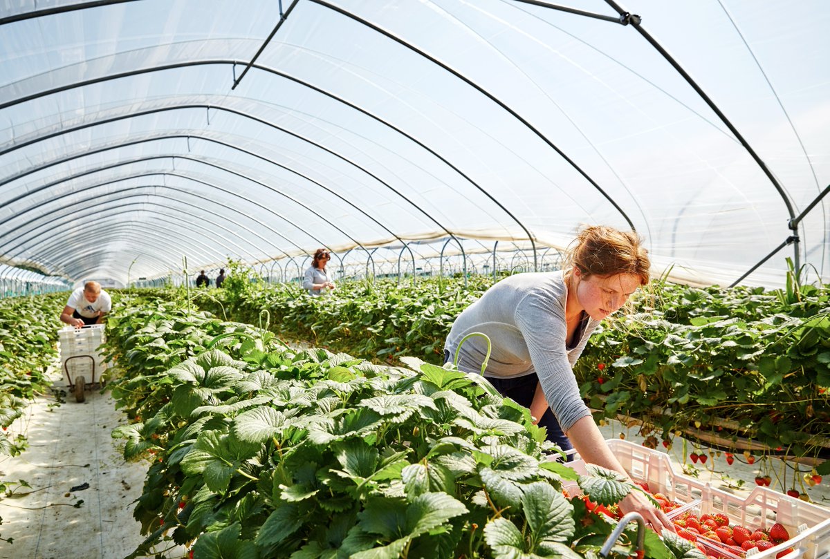 A woman picking strawberries