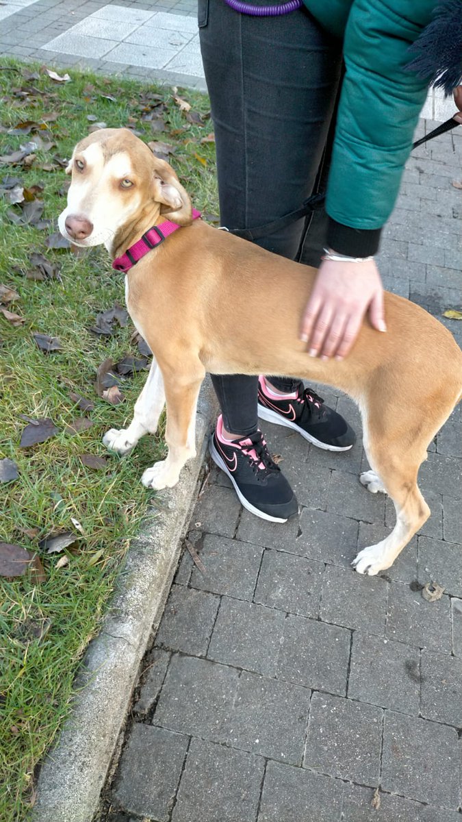 AnimalesToro's tweet photo. ACOGIDA TEMPORAL O ADOPCION URGENTE.
Este cachorro ha pasado de mano en mano desde que nació, sin chip, a sus tres meses de edad no sabe lo que es un hogar.

¿Puedes ayudarlo?

Necesita una casa de acogida temporal dónde está hasta que salga su hogar o un hogar definitivo. https://t.co/GhEH0iteuO