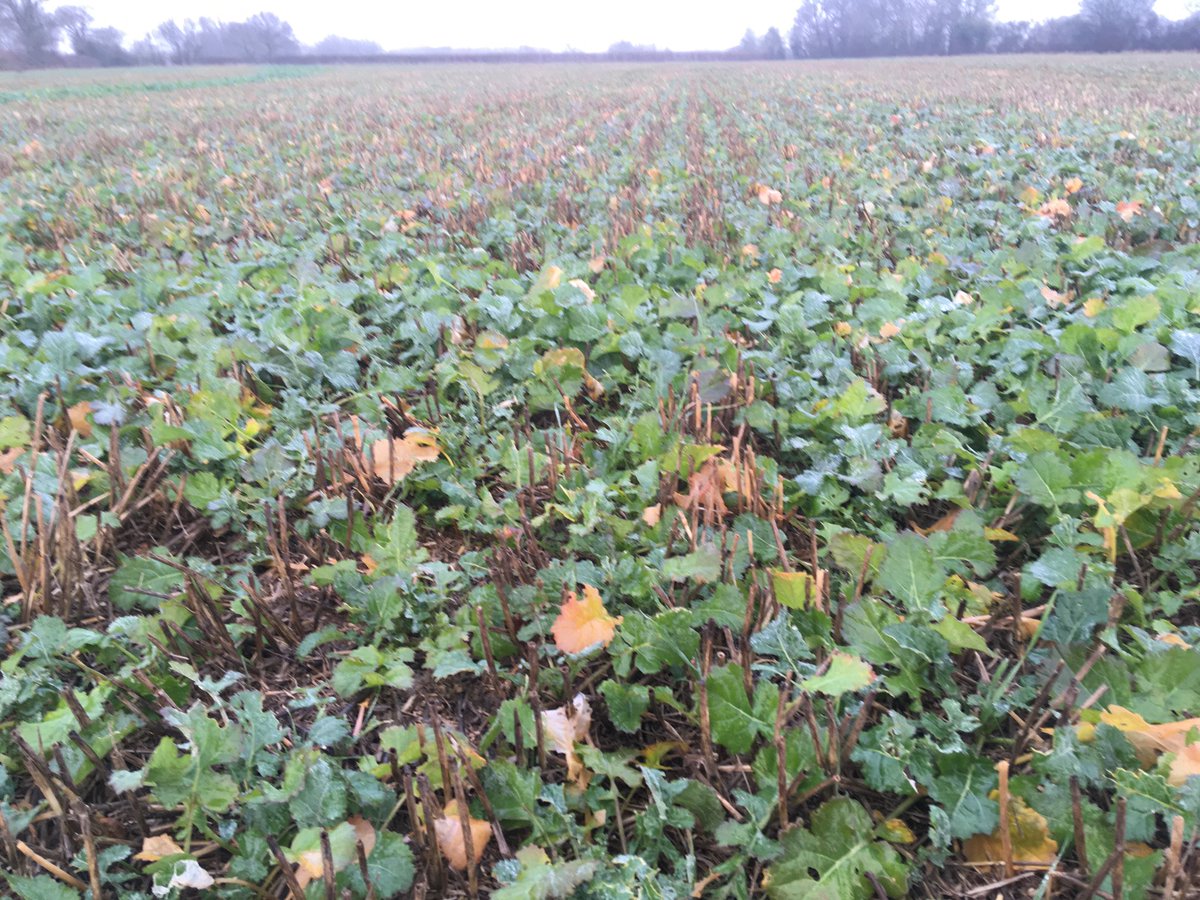 mikewporter's tweet photo. Checking osrape for pigeons for Christmas break. Had #astrokerb 10 days ago and weeds now turning their ears up https://t.co/BjxVqYp5wL