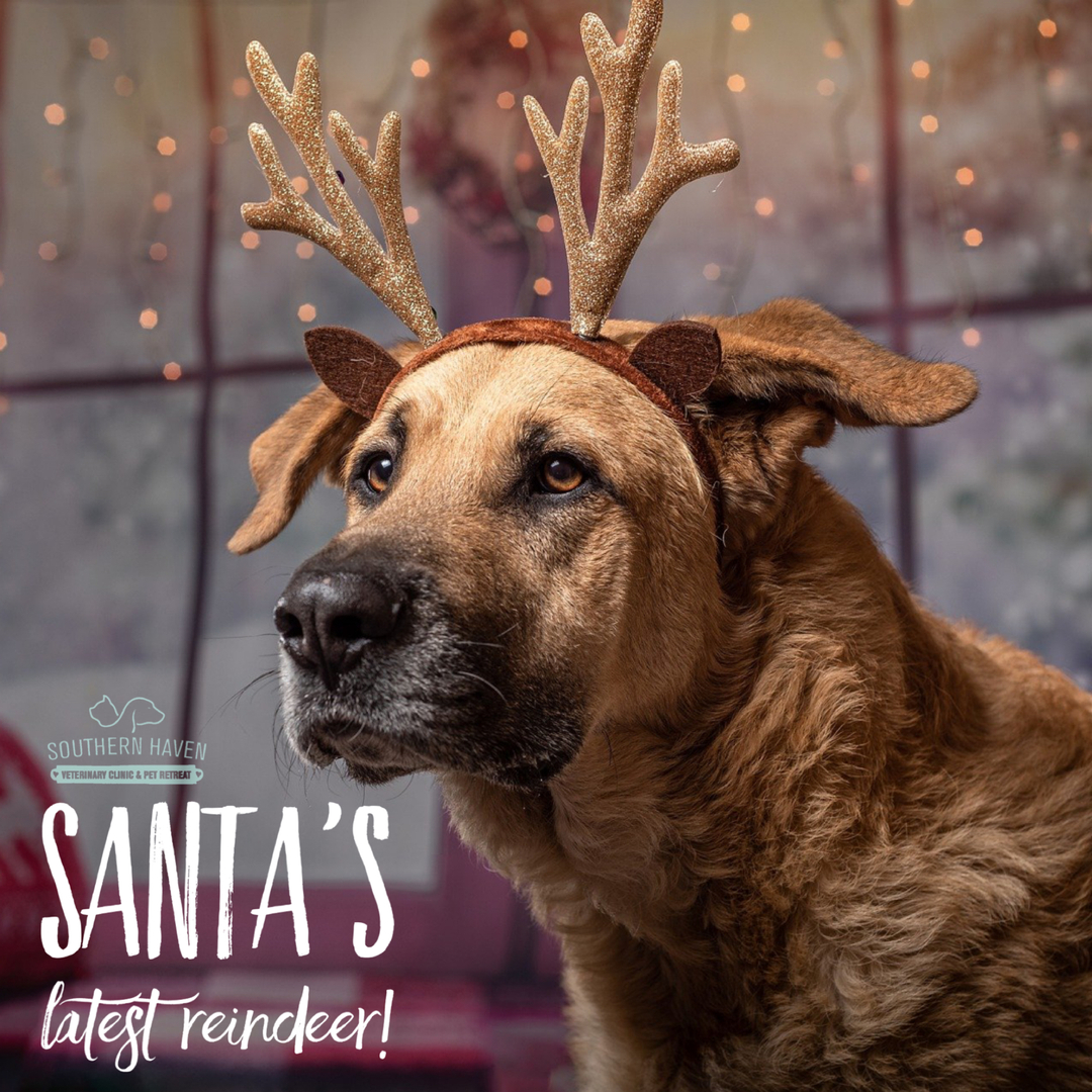 DrEm_HavenVet's tweet photo. Meet Santa’s latest reindeer! 🦌 🎅🏻 ❄️ ♥️ 🎄 …A dog is man’s best friend after all! 🐾 💚

••MERRY••CHRISTMAS••EVE!•• 🌟 💫 

#shvc https://t.co/ykPdWHvfzO