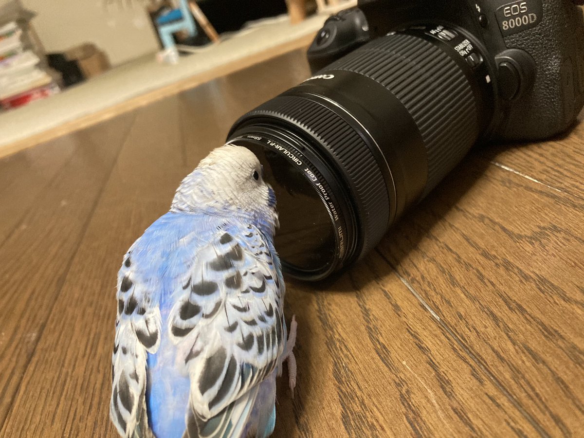 hp__300's tweet photo. 写真を撮らせてくれないインコ🦜
 #セキセイインコ https://t.co/kz7gkssxKe
