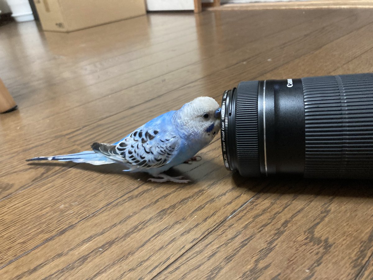 hp__300's tweet photo. 写真を撮らせてくれないインコ🦜
 #セキセイインコ https://t.co/kz7gkssxKe