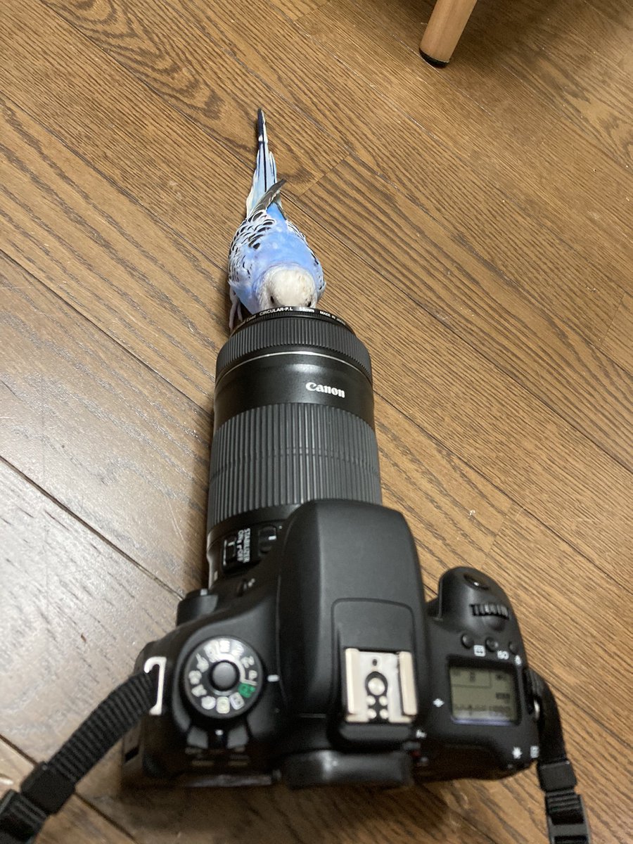hp__300's tweet photo. 写真を撮らせてくれないインコ🦜
 #セキセイインコ https://t.co/kz7gkssxKe