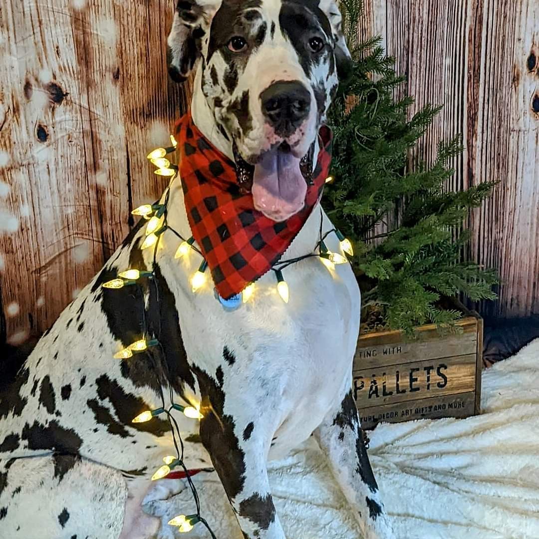 Here is to wishing all my friends and family a Merry Christmas.
