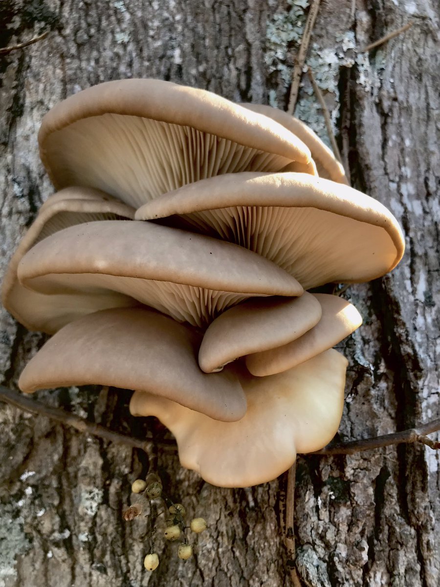 boletebill's tweet photo. Oysters and oyster tenant Pleurotus #fungi #mushrooms #mycology https://t.co/psFtLnXqUV