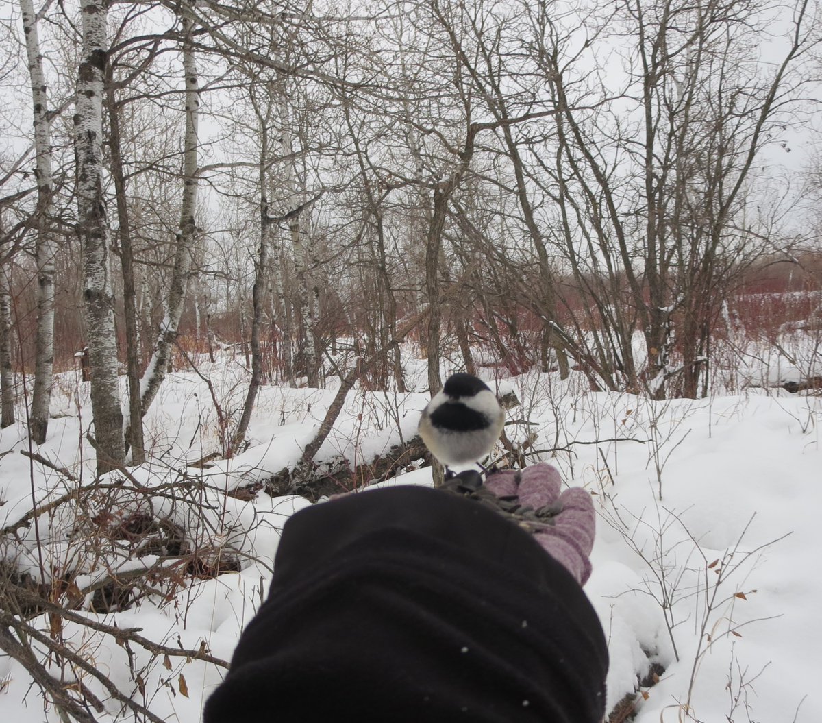 debbieregehr's tweet photo. My early morning walk was filled with happiness as I fed the chickadees as a deer watched! I think the young deer was just as curious about me as I was of him. So thankful to be with nature #FortWhyteAlive https://t.co/Z5UIhkHGJc