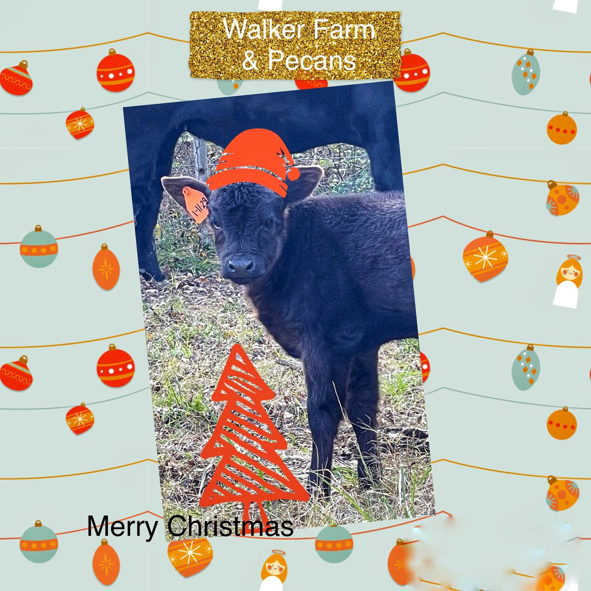 Trypecans's tweet image. Holidays, Pecans and Beef!