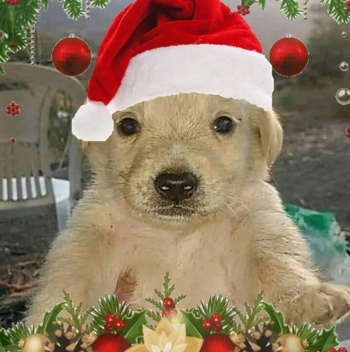 thitiwrecked's tweet photo. Esta si es feliz navidad https://t.co/opR7pZojcy