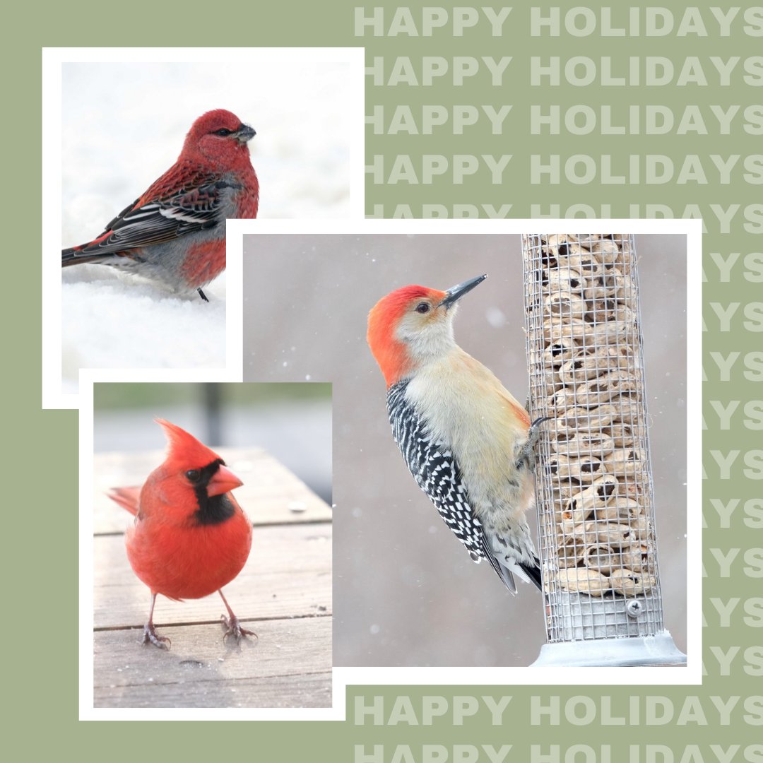 Wishing everyone a very Merry Christmas and birdy New Year!