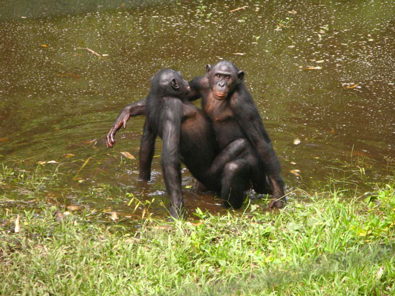 Самка гоняет самца. Шимпанзе бонобо. Шимпанзе бонобо спаривание. Шимпанзе бонобо самец. Обезьяны бонобо спариваются.