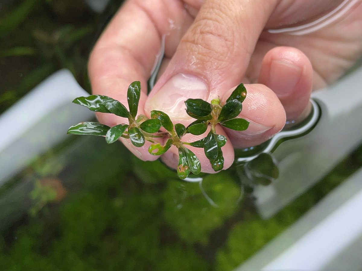 草緑龍祭 Bucephalandra sp.' Ulysses' Bucephalandra sp.' Aqua