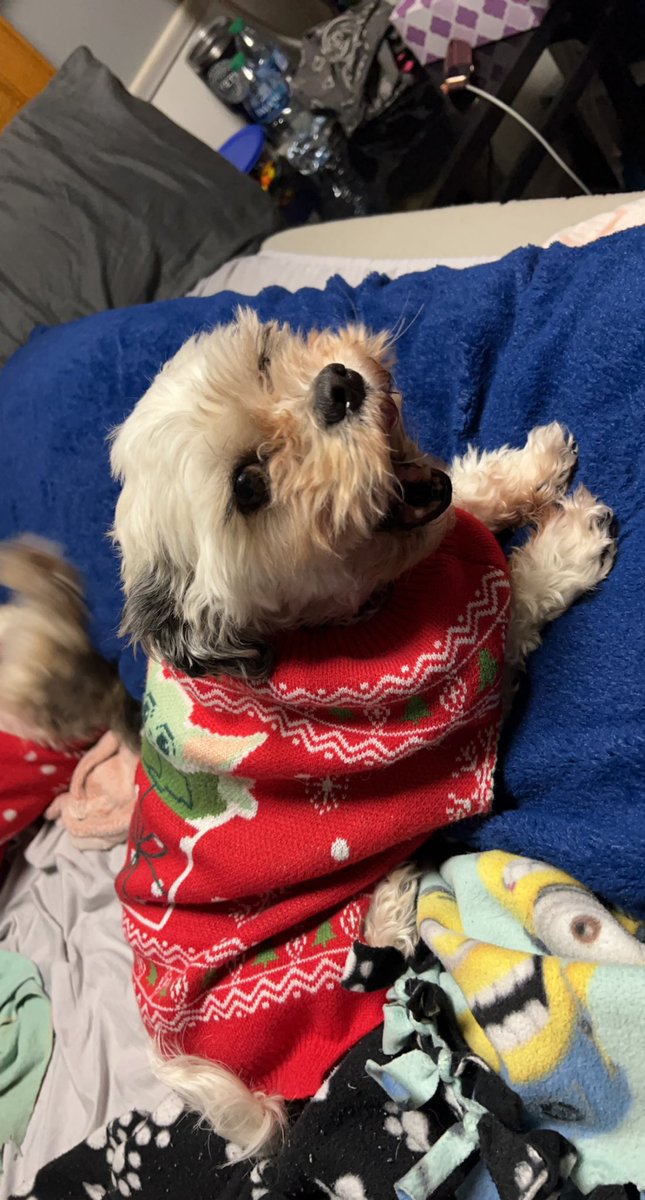 It’s sweater season! I’m so happy! #sweater #Christmas #DogsofTwittter #dogs