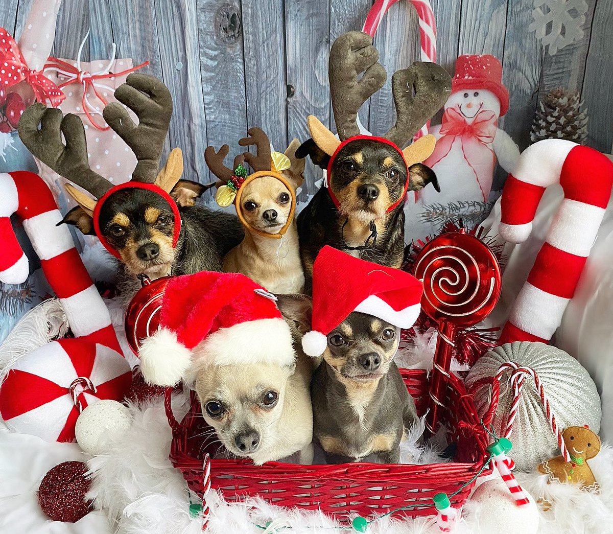 Ash_Langstreth's tweet photo. A very Merry Christmas &amp; Happy New Years from my little squad 🎄🌟🦌 https://t.co/vq7KDJzlVY
