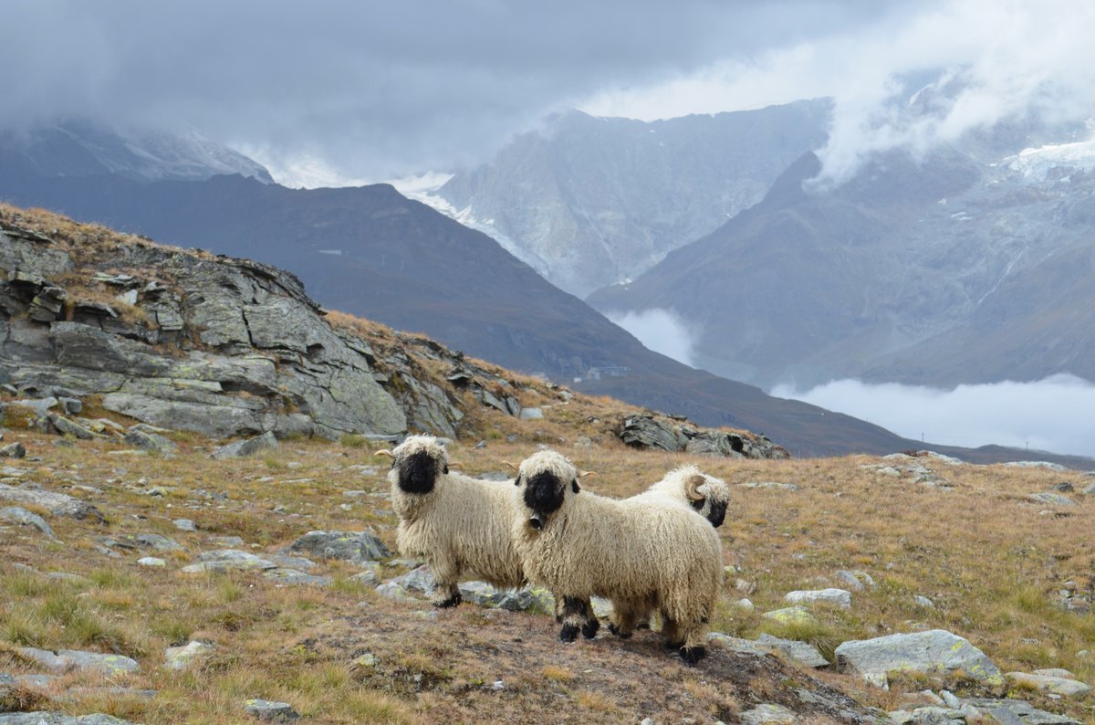 Meeting the Valais Blacknose Sheep in Switzerland was my favourite "wildlife" experience of 2021. Find the rest of my travel awards right here... travelooney.wordpress.com/2021/12/21/bes…

#valais #switzerland #sheep #gornergrat #zermatt #animals #travelblog #travelblogger #swissalps