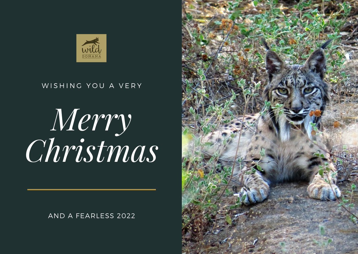 With our warmest good wishes of hope and happiness for these special days and the best for 2022.

Con nuestros más cálidos deseos de esperanza y felicidad para estos días especiales y lo mejor para el 2022.