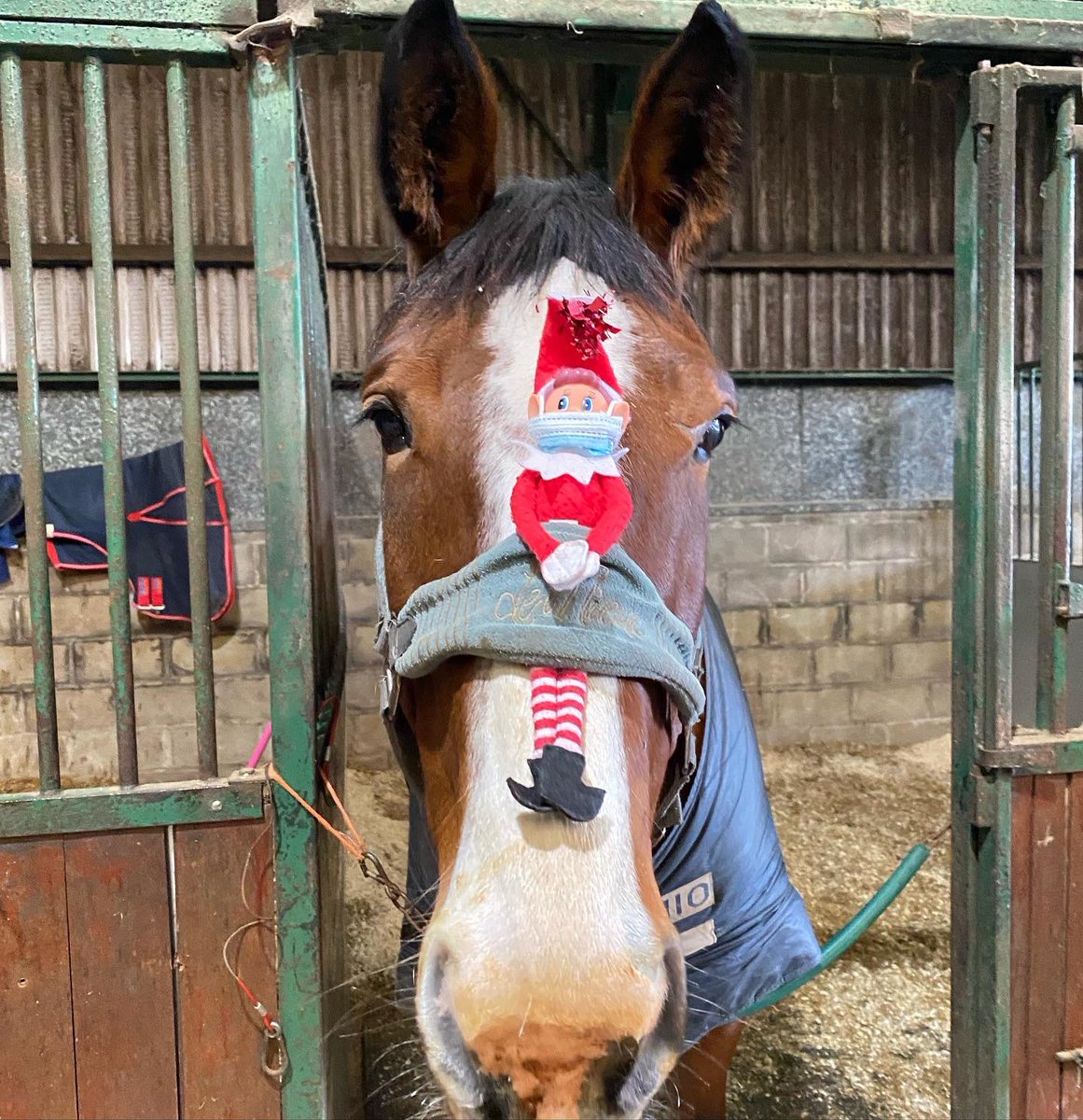 BakewellEquine's tweet photo. We would like to wish all our clients a Merry Christmas 🎄🎅🏻

That’s it from Bakewelf for this year 👋

He’s had a busy month with us at both the equine clinic and the small animal practice 🐴🐶

He’s now off to hide until next year 😅

#bakewelf #elfontheshelf #bakewellequine https://t.co/HXH7PaKSK2
