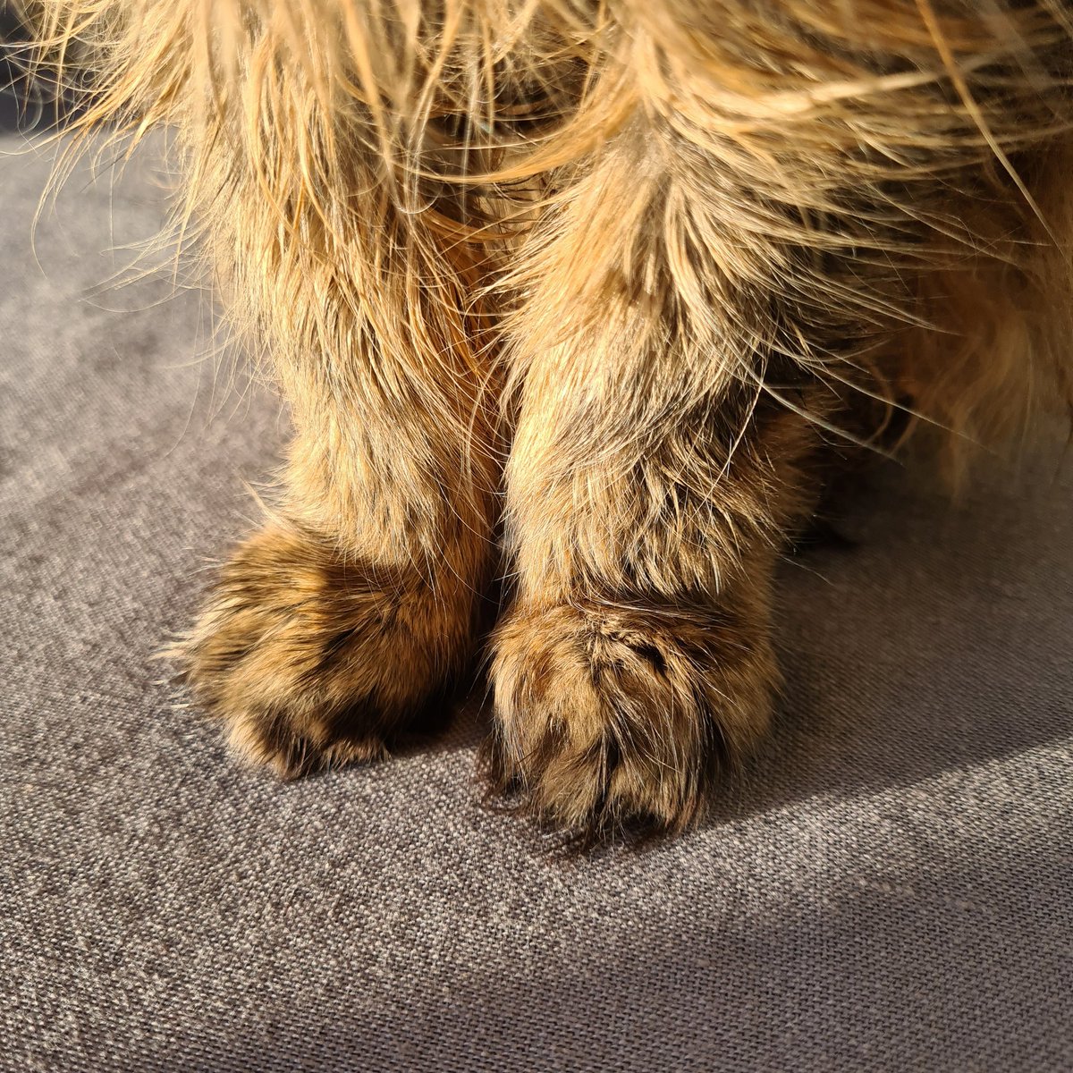 Millies bean toes for serotonin cause fuck knows I need it