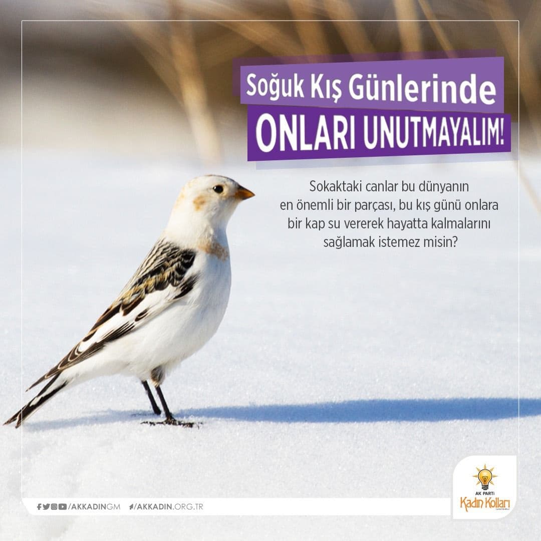 AKKADINGM's tweet photo. ❄ Dondurucu soğuklarda sokak dostlarımızı unutmayalım.

Kapılarımızın önünden bir kap mamayı ve suyu, kalplerimizden sevgiyi esirgemeyelim. 🐶🐱 https://t.co/9JeuuiLfYo