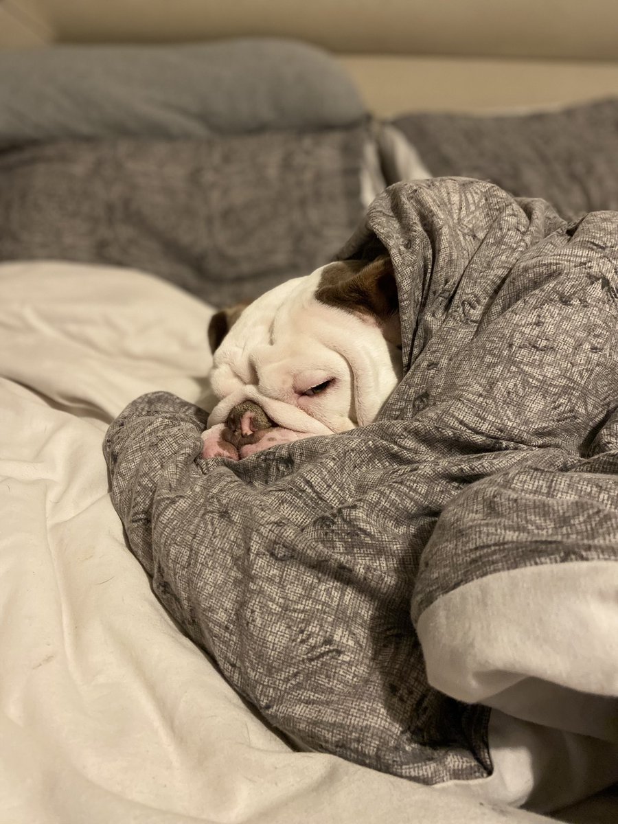 ZeustheEB1's tweet photo. Not getting out of bed till Christmas 🎄 https://t.co/yUqohnNglV