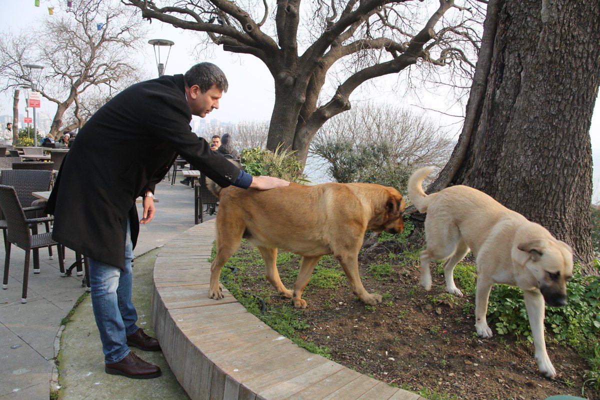 Kadıköy'de hiçbir canlı sahipsiz değildir❗

30 yıldır Kadıköy'de can dostlarımızı barınağımızda ağırlamaktan, bakımlarını yapmaktan ve sahiplendirmekten mutluluk duyuyoruz ama bizim için en büyük mutluluk Kadıköylülerin onları hiçbir zaman sahipsiz hissettirmemesi oldu.