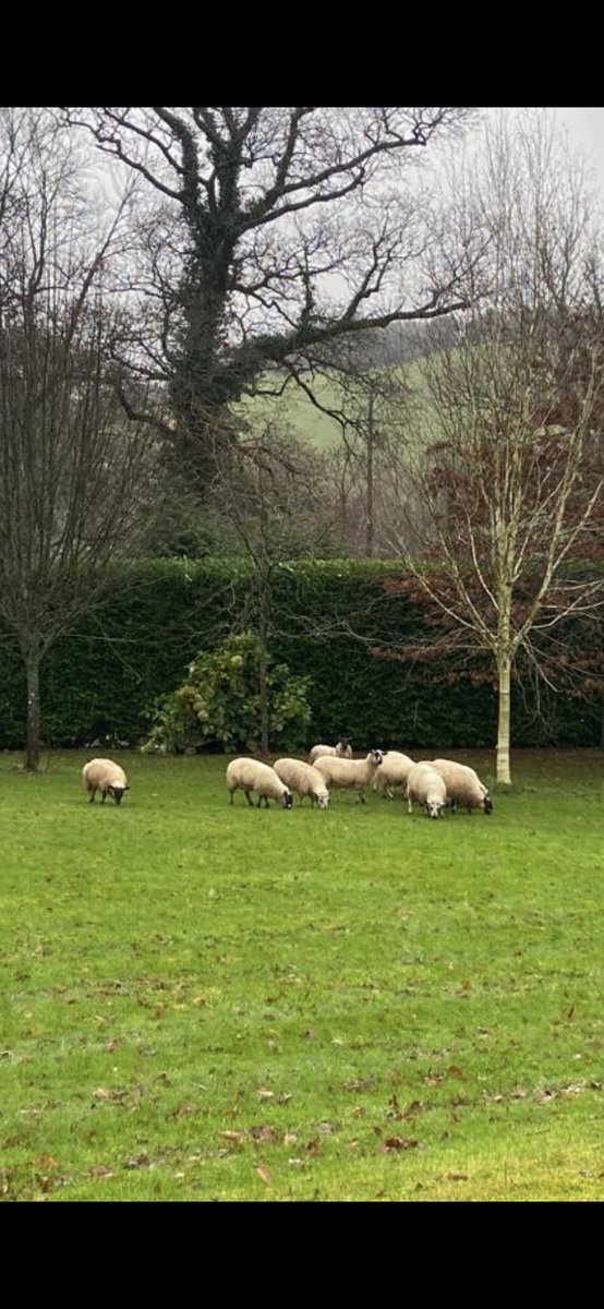 planet_guru's tweet photo. This was a most unusual thing to find on the front lawn on Christmas Eve. @shtompy has phoned the farmer. I have poured another whiskey. The Lord is my Shepherd! ๐ #dadmas https://t.co/CJXd4wELYH