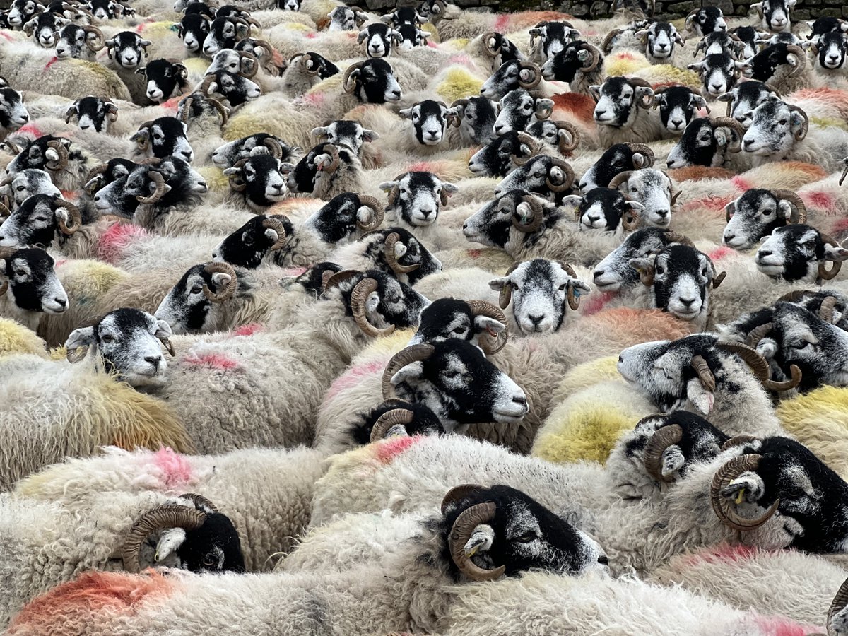 AmandaOwen8's tweet photo. 🐑Festive get together🐑
🐑🐑Shepherds watch🐑🐑 
#christmas #FestiveGetTogether #shepherdswatch #ChristmasEve https://t.co/mTL3rWul5J