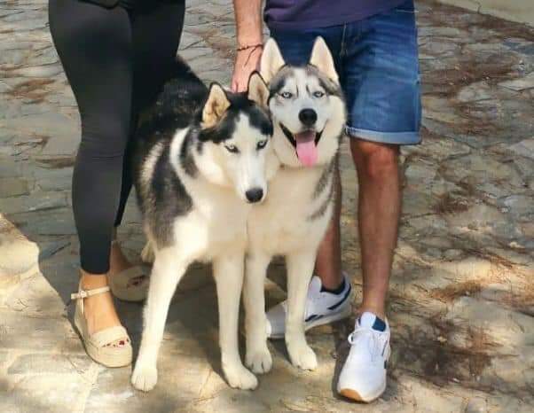 GossosSbd's tweet photo. ATENCIÓ RUBÍ, TERRASSA, SABADELL!!
Aquests dos huskies es van escapar ahir al vespre a Rubí. La ultima vegada que s'els va veure va ser a Les Fonts direcció Sabadell.
Son mascle i femella. Sociables. Tenen xip.
Qualsevol informació aviseu al 609386638 o DM https://t.co/9WoVTwz300