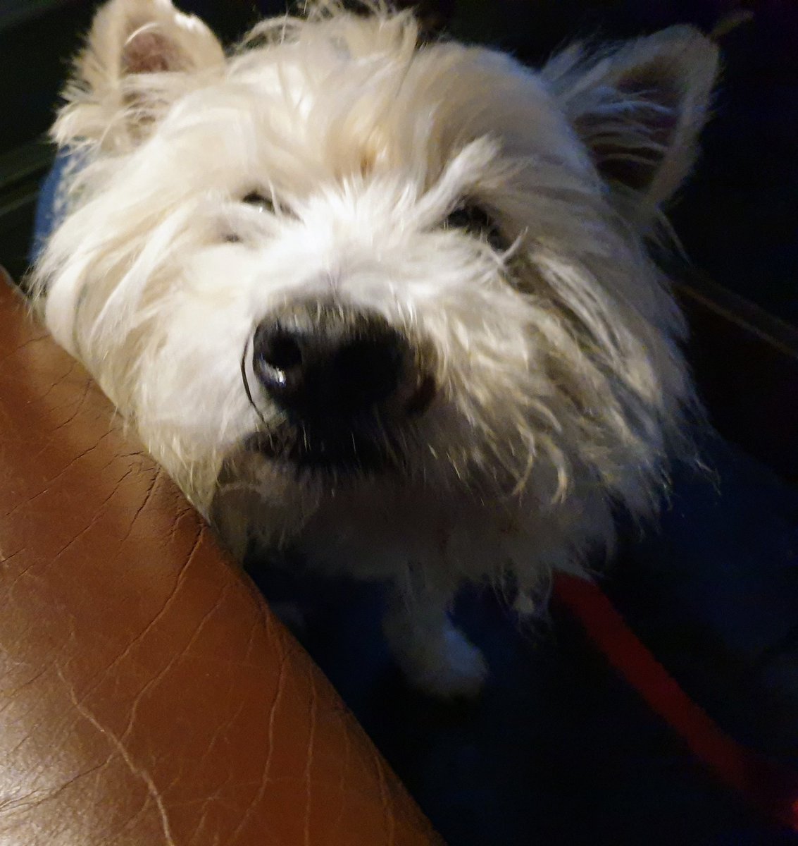 DukieP2012's tweet photo. In the pub with the hoomans https://t.co/Rn4r6zJtb8