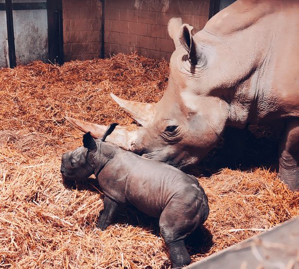 Сколько носорогов родилось в 2002 году. Московский зоопарк носорог. Детеныш носорога. Белый носорог детеныш. Вымершие носороги.