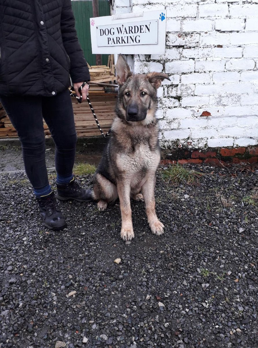 AdoptionsUk's tweet photo. URGENT please share to help FIND THE OWNERS OF THESE STRAY DOGS FOUND #WAKEFIELD #HORBURY #MINSTHORPE #LEEDS #ENGLAND #YORKSHIRE
24 DEC 2021
NOW ALL IN COUNCIL POUNDS. Go to the Facebook page for more info. These #dogs will only be kept for 7 days. 
INFO👇
https://t.co/70Klr87ulU https://t.co/fW7CW0fZAq