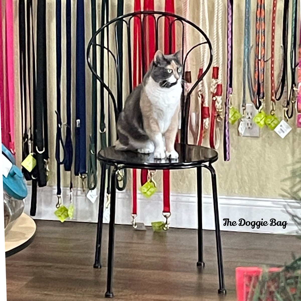 thedoggiebag's tweet photo. Cookie is ready to help you find the purrrfect gift. 😻
The Doggie Bag is OPEN today (Christmas Eve) 10am until 4pm. 🎄

#christmaseve #dogs #cats #lovemycat #lovemydog #doglovers #catlovers #dogsoflakeland #catsoflakeland #dogmom #dogdad #dogmomsoflkld #thedoggiebag https://t.co/TPTsC7H1h4