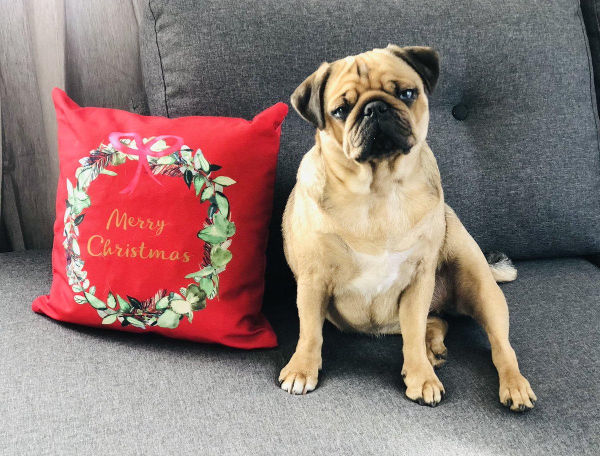 gerlindescherm4's tweet photo. Mein 2.Weihnachten!
🎄🥰
#Mopsliebe❤️ https://t.co/uDLExy6yI2