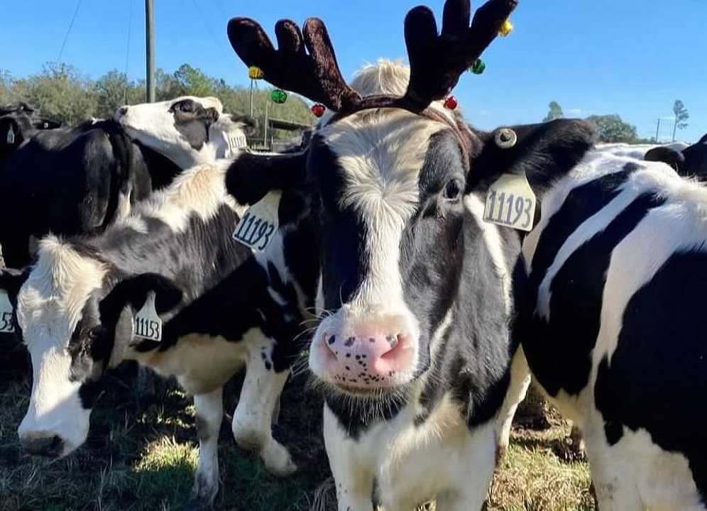 Happy Holidays from our lab to yours! 🎄🐄